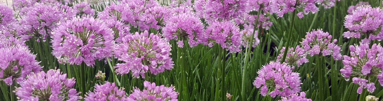 Allium 'Millenium'